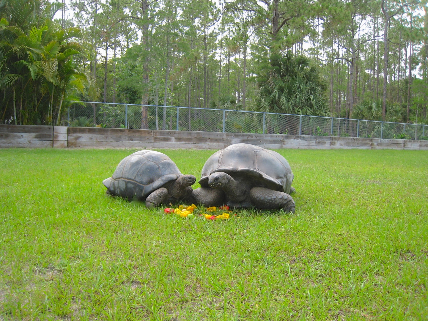 ALDABRAMAN // ALDABRA TORTOISE BREEDERS