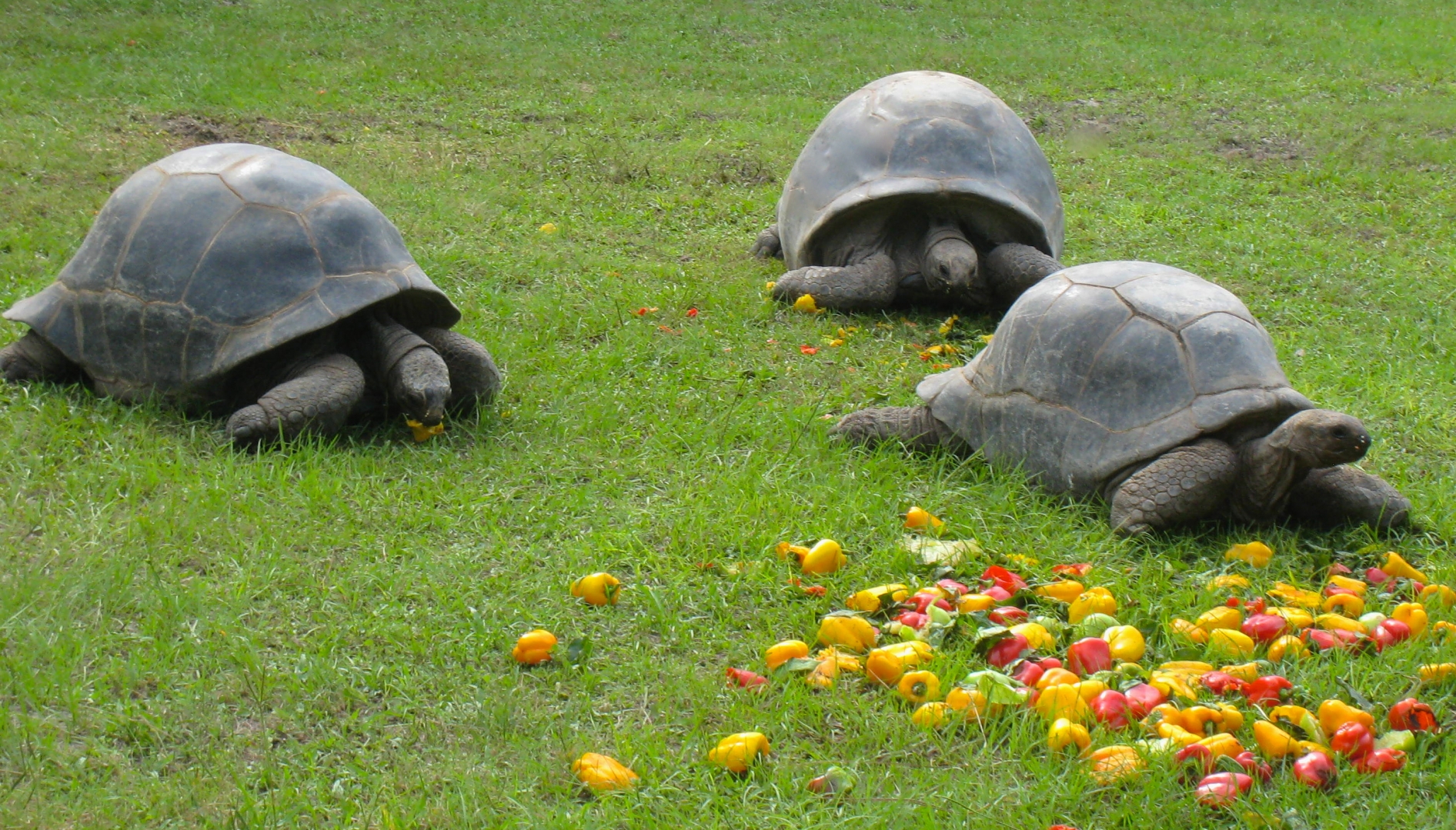 ALDABRAMAN // ALDABRA TORTOISE BREEDERS
