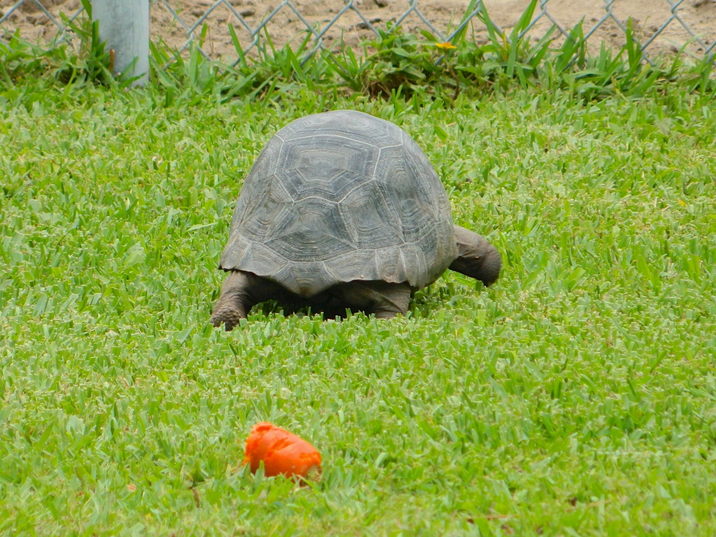 ALDABRAMAN // ALDABRA TORTOISE BREEDERS