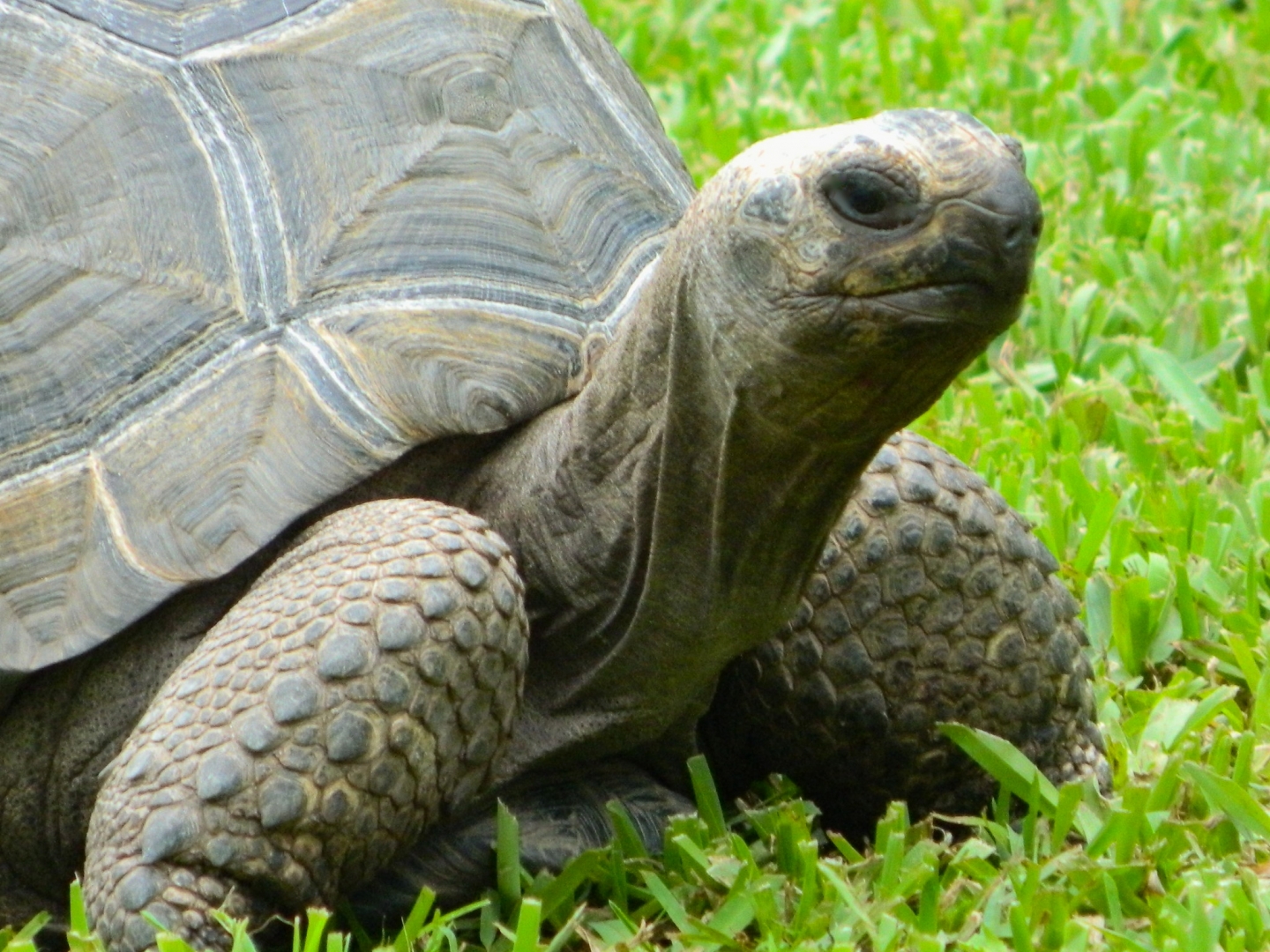 ALDABRAMAN // ALDABRA TORTOISE BREEDERS