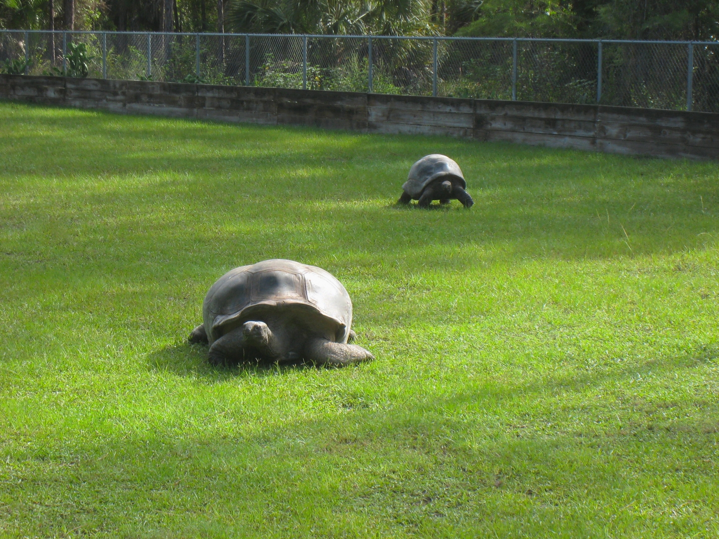 ALDABRAMAN // ALDABRA TORTOISE BREEDERS