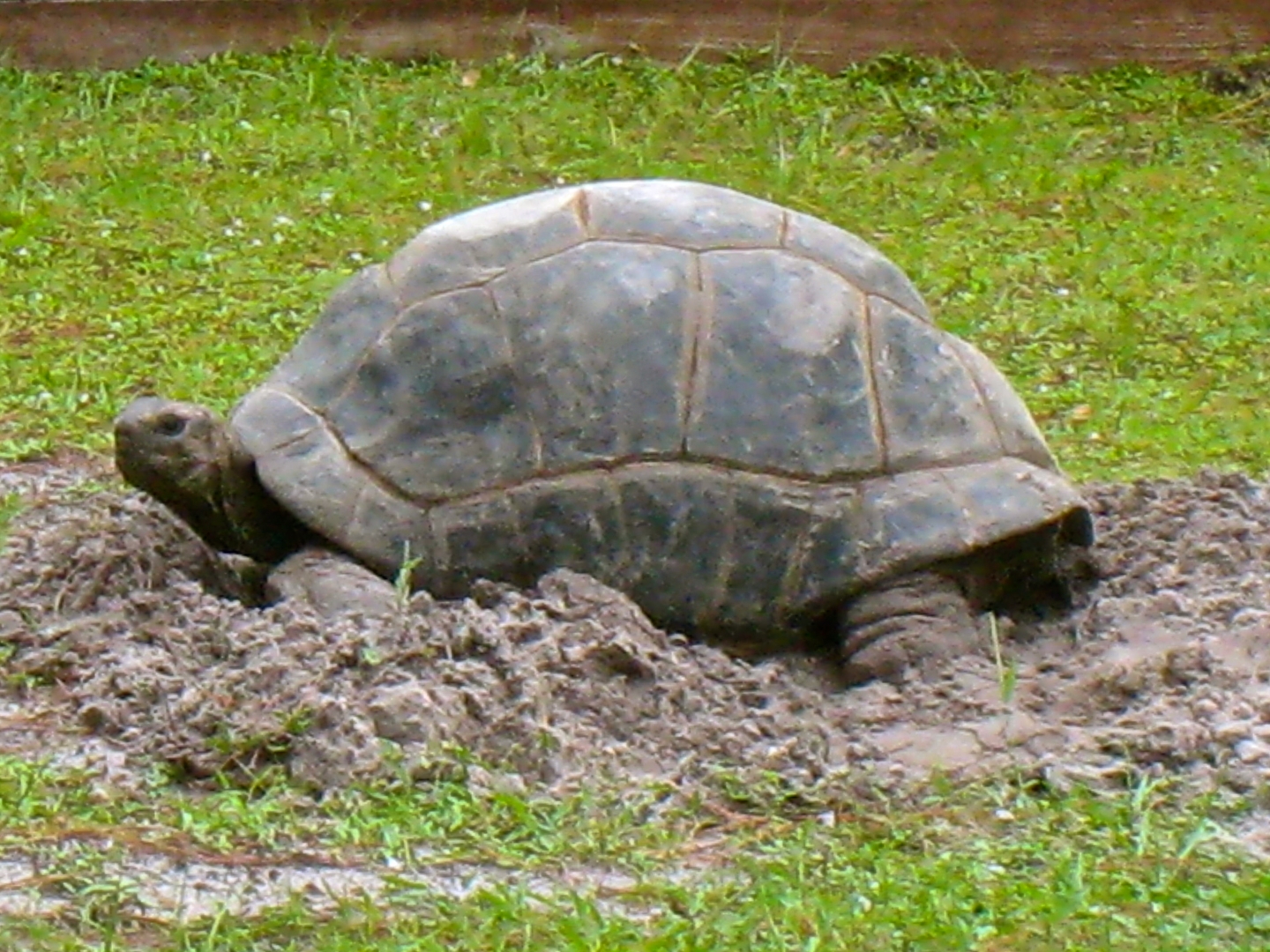 ALDABRAMAN // ALDABRA TORTOISE BREEDERS