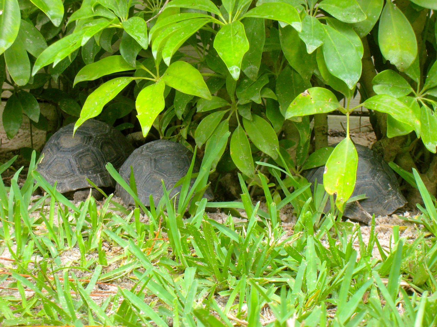 ALDABRAMAN // ALDABRA TORTOISE BREEDERS