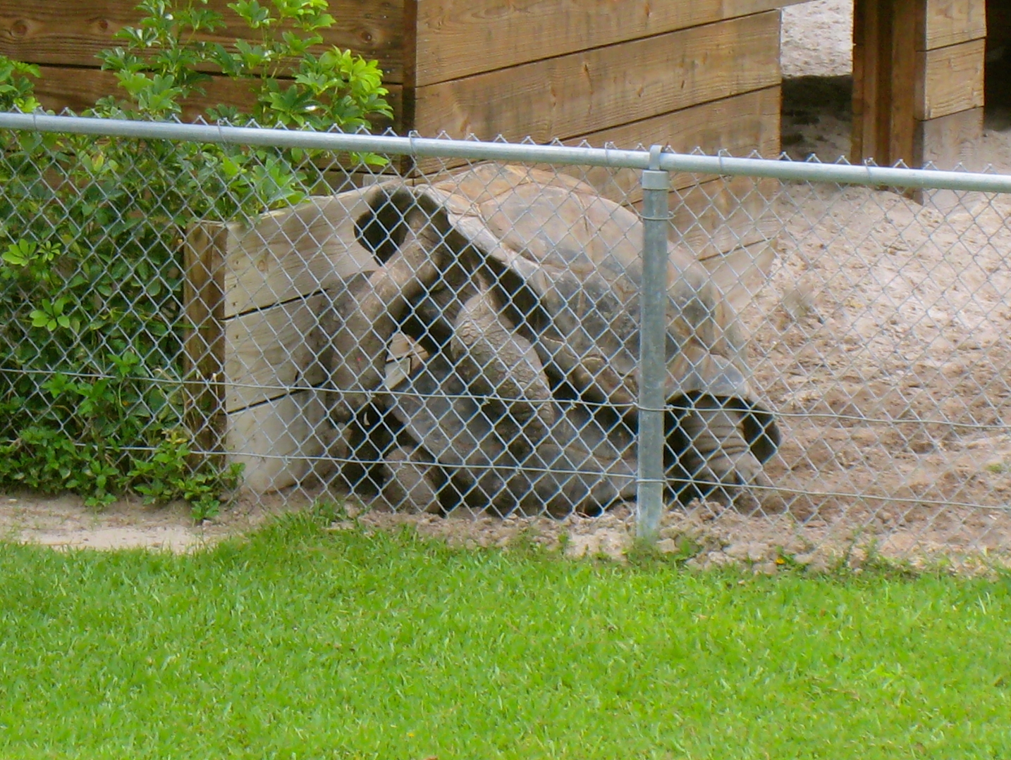 ALDABRAMAN // ALDABRA TORTOISE BREEDERS