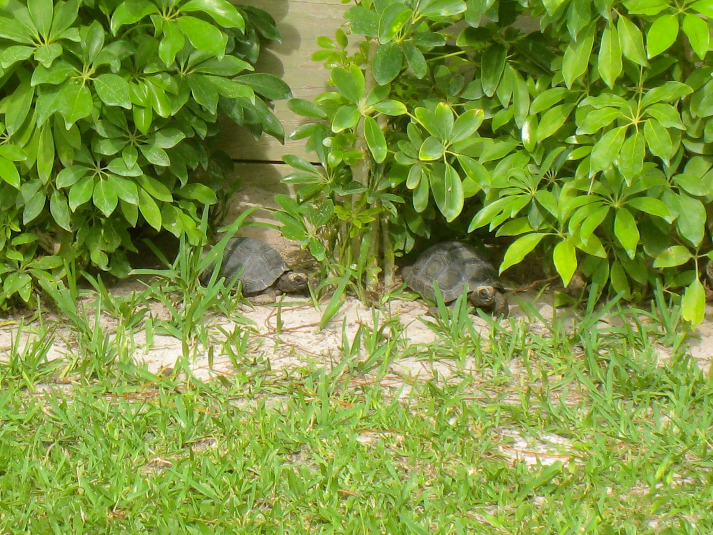 ALDABRAMAN // ALDABRA TORTOISE BREEDERS