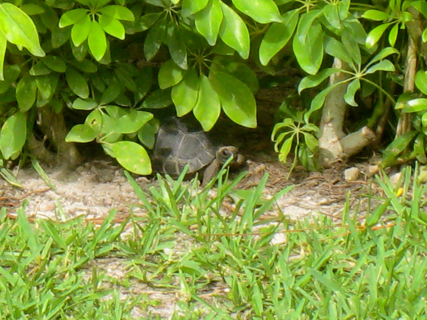 ALDABRAMAN // ALDABRA TORTOISE BREEDERS