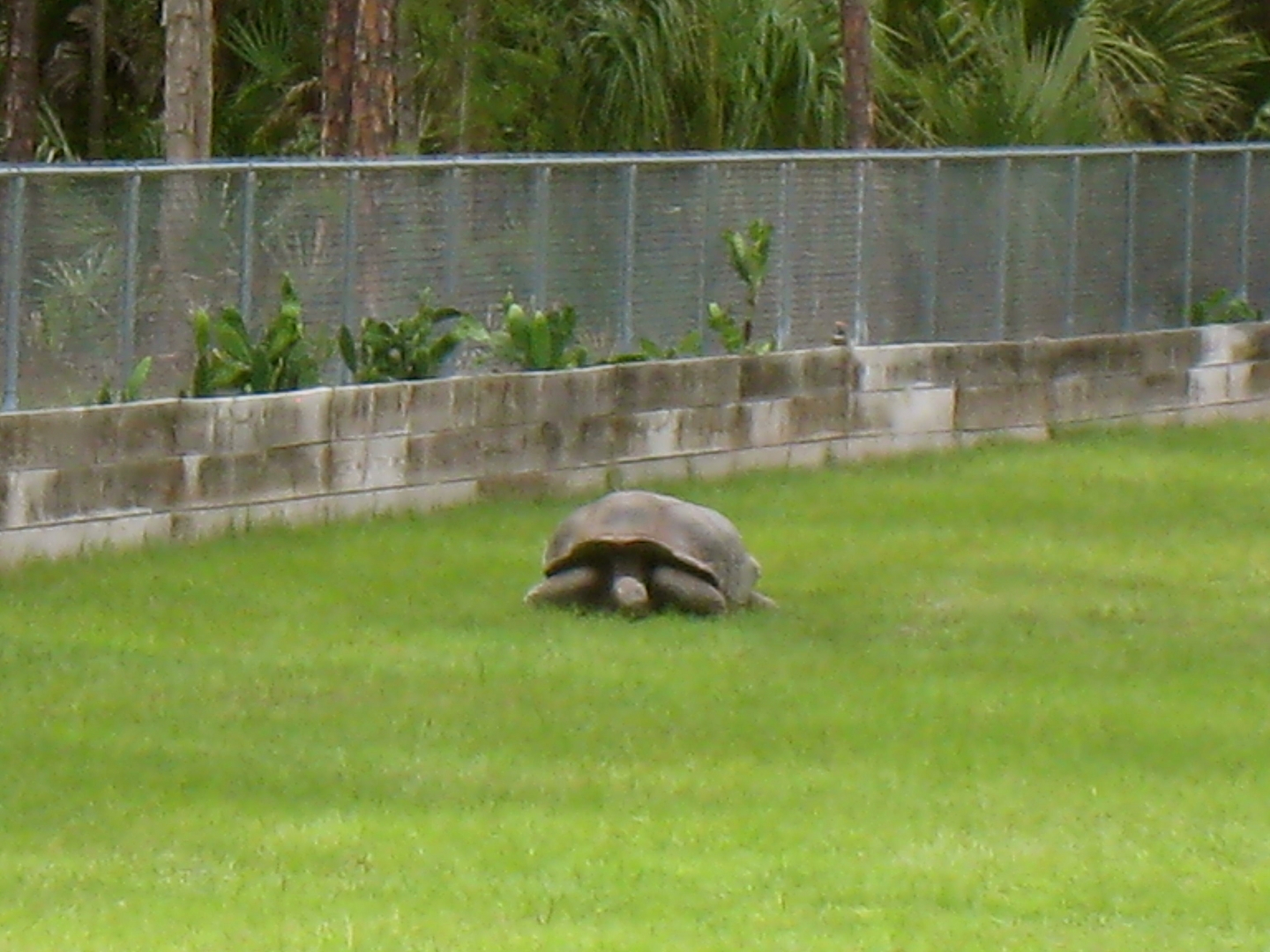 ALDABRAMAN // ALDABRA TORTOISE BREEDERS