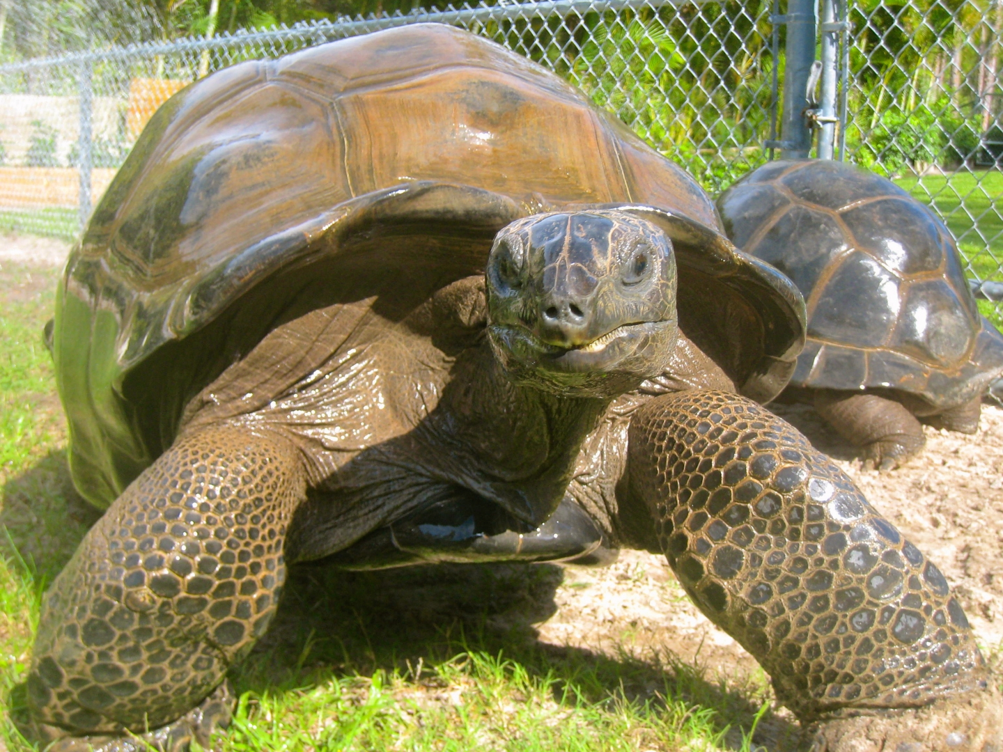 ALDABRAMAN // ALDABRA TORTOISE BREEDERS