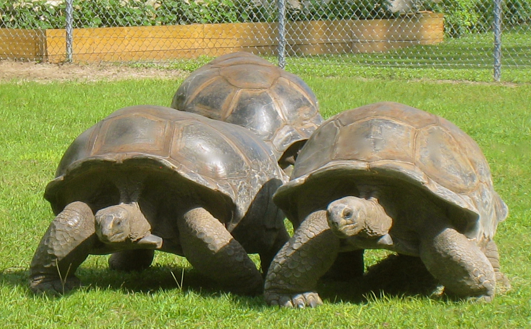 ALDABRAMAN // ALDABRA TORTOISE BREEDERS