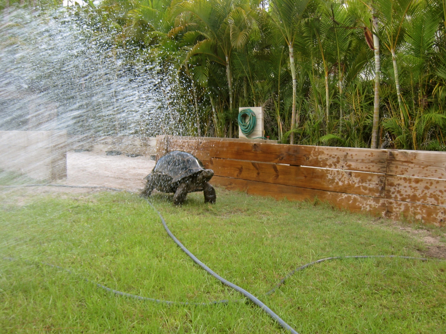 ALDABRAMAN // ALDABRA TORTOISE BREEDERS