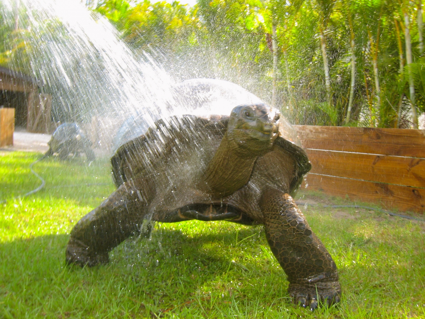 ALDABRAMAN // ALDABRA TORTOISE BREEDERS