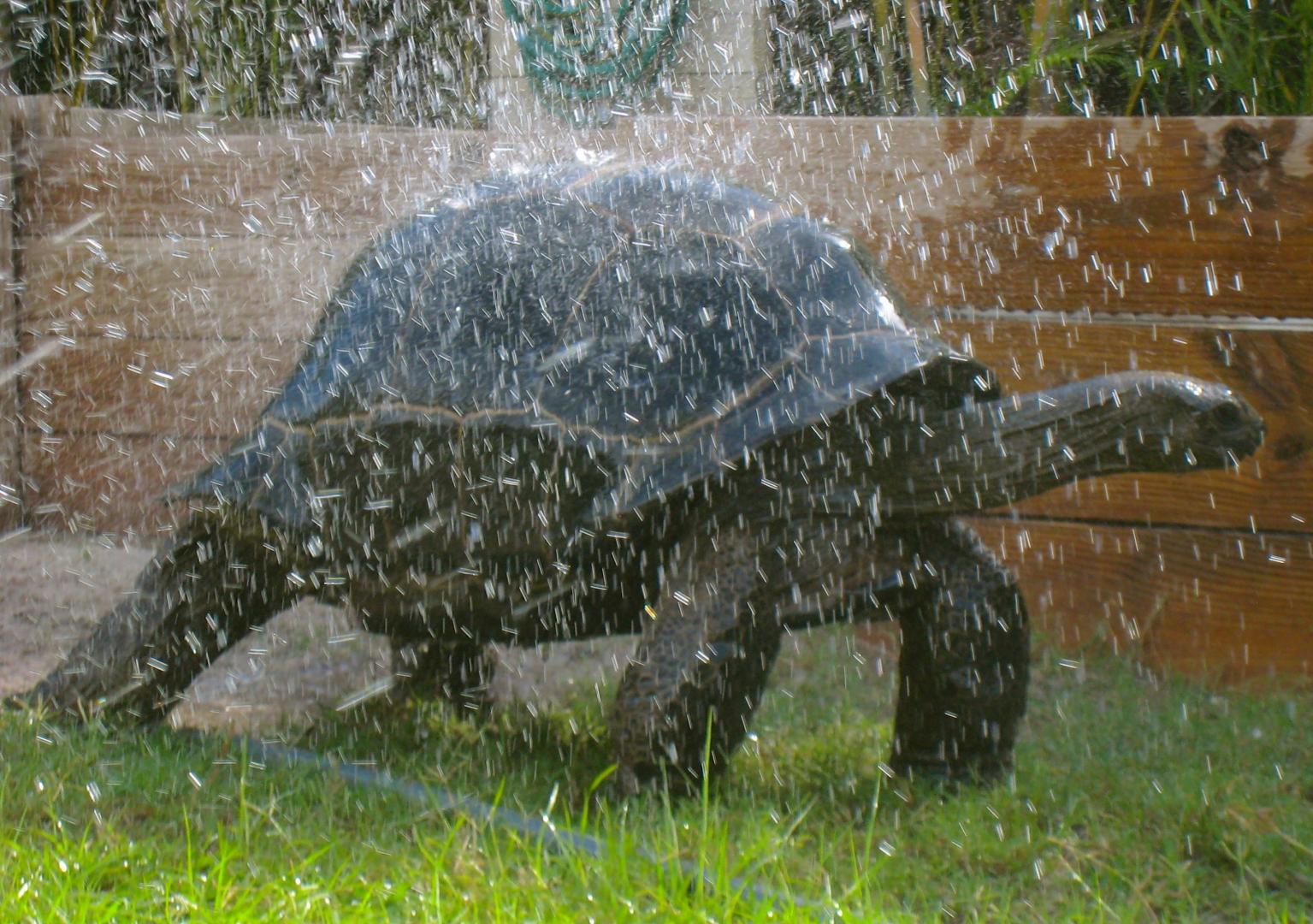 ALDABRAMAN // ALDABRA TORTOISE BREEDERS