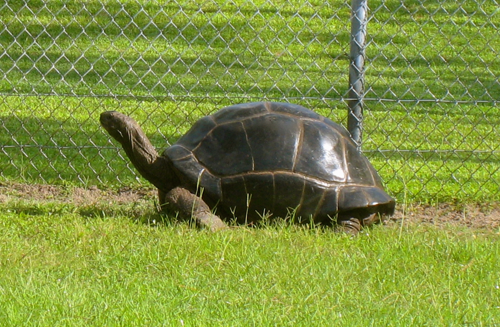 ALDABRAMAN // ALDABRA TORTOISE BREEDERS