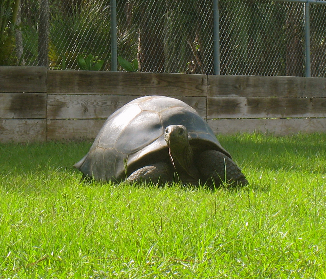 ALDABRAMAN // ALDABRA TORTOISE BREEDERS