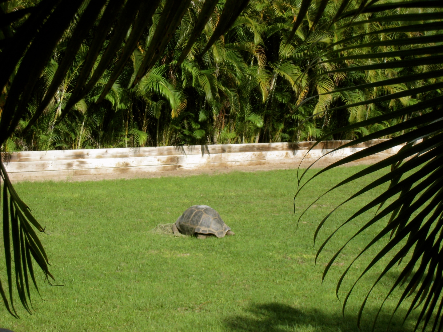 ALDABRAMAN // ALDABRA TORTOISE BREEDERS