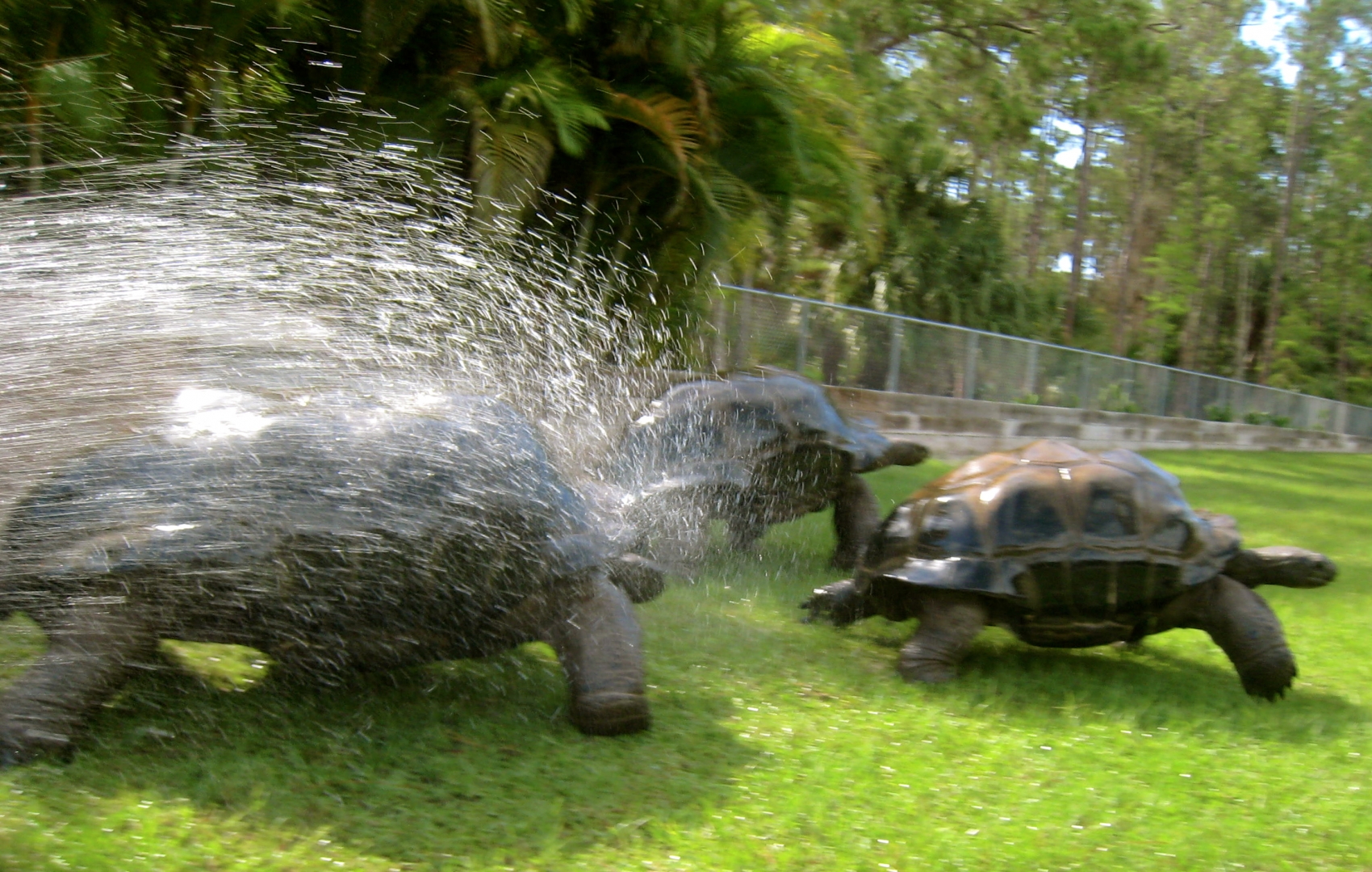 ALDABRAMAN // ALDABRA TORTOISE BREEDERS