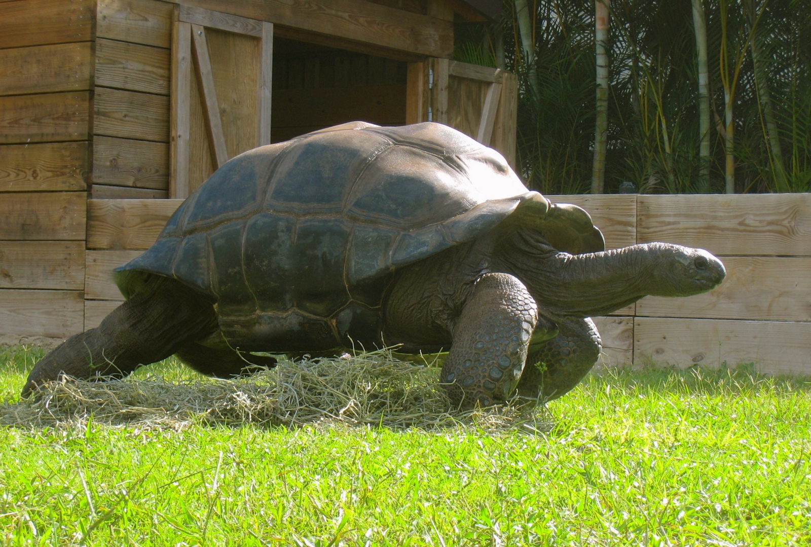 ALDABRAMAN // ALDABRA TORTOISE BREEDERS