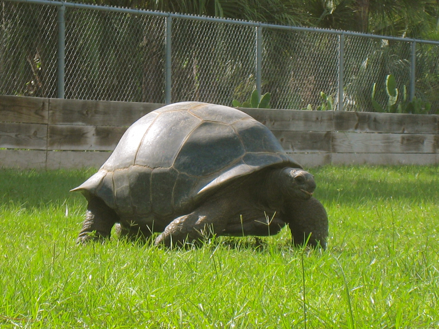 ALDABRAMAN // ALDABRA TORTOISE BREEDERS