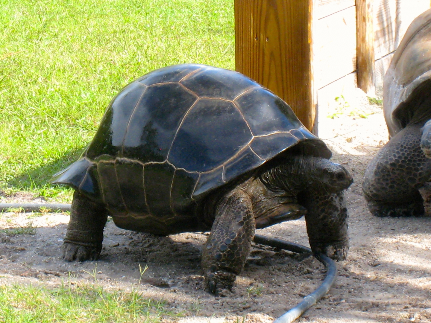 ALDABRAMAN // ALDABRA TORTOISE BREEDERS