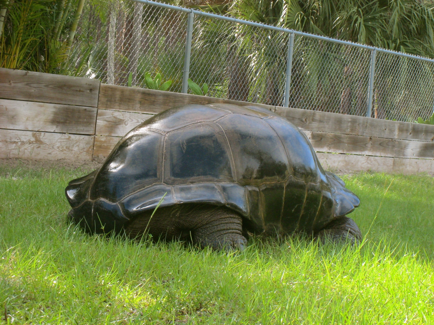 ALDABRAMAN // ALDABRA TORTOISE BREEDERS