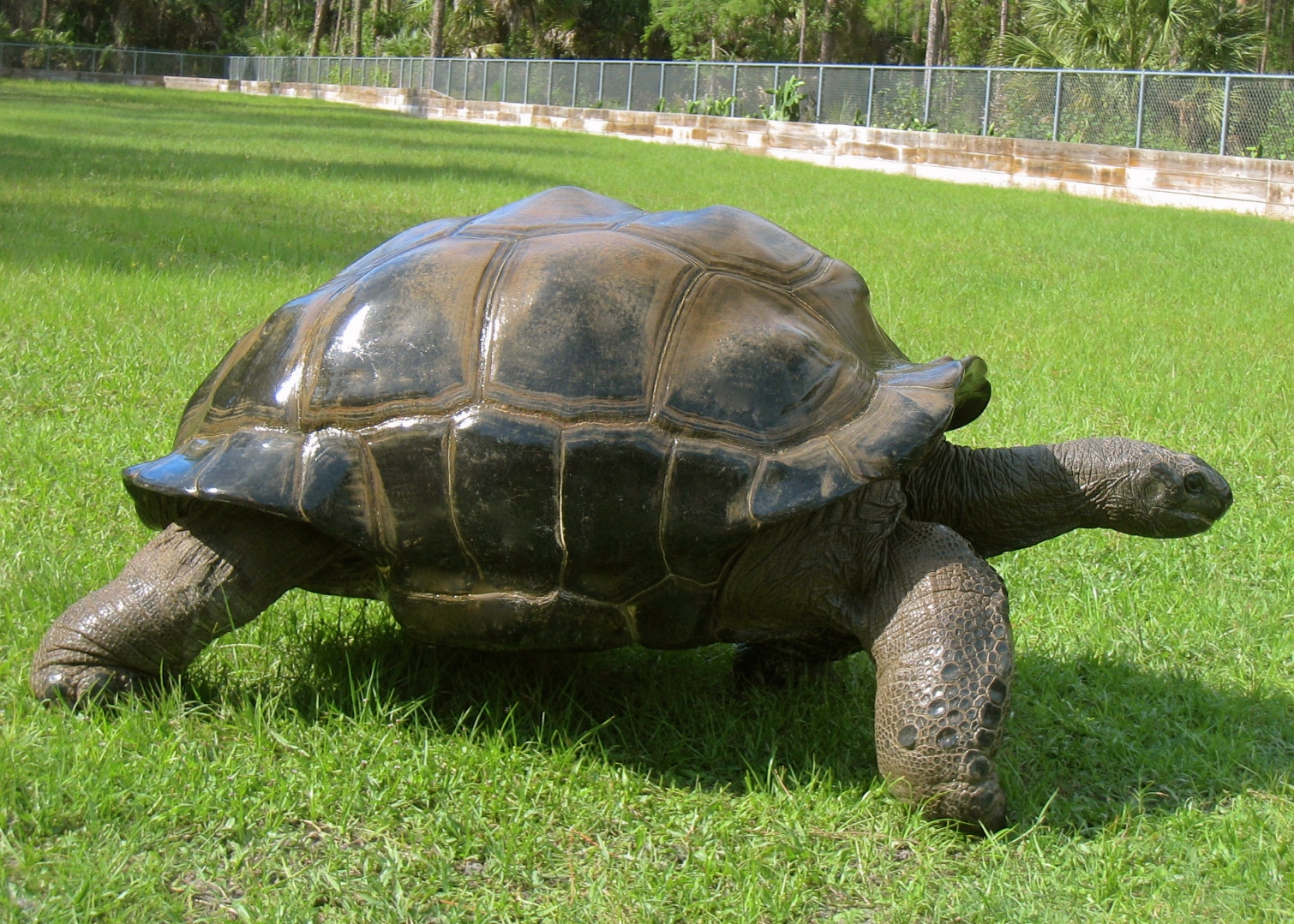 ALDABRAMAN // ALDABRA TORTOISE BREEDERS
