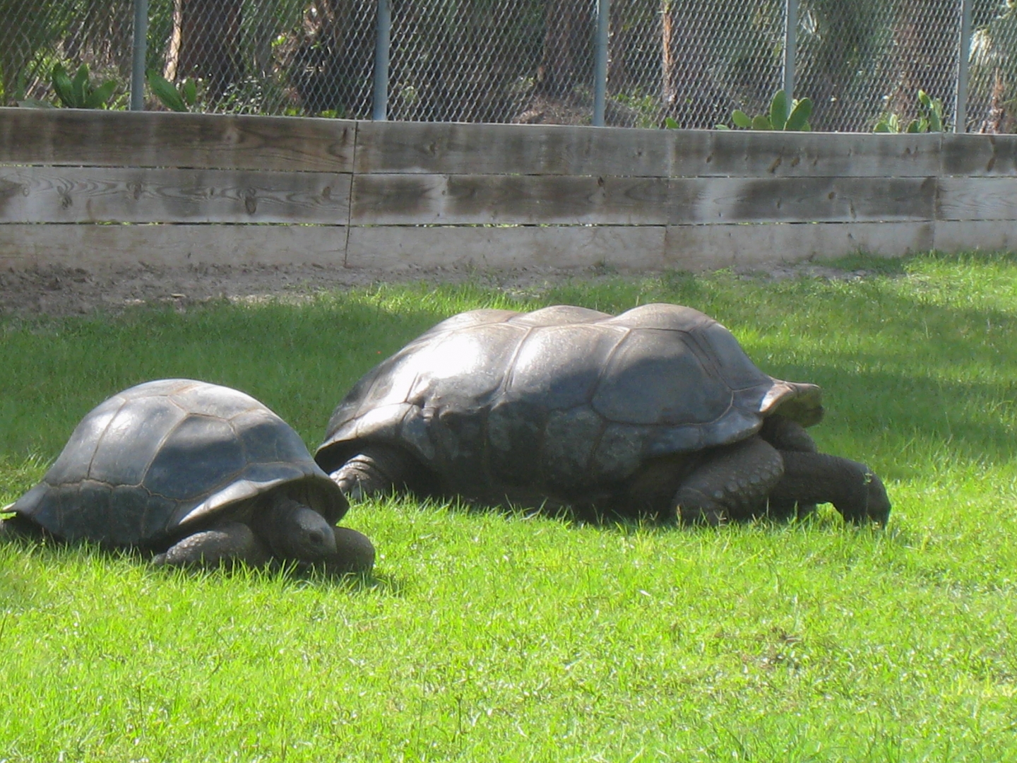 ALDABRAMAN // ALDABRA TORTOISE BREEDERS