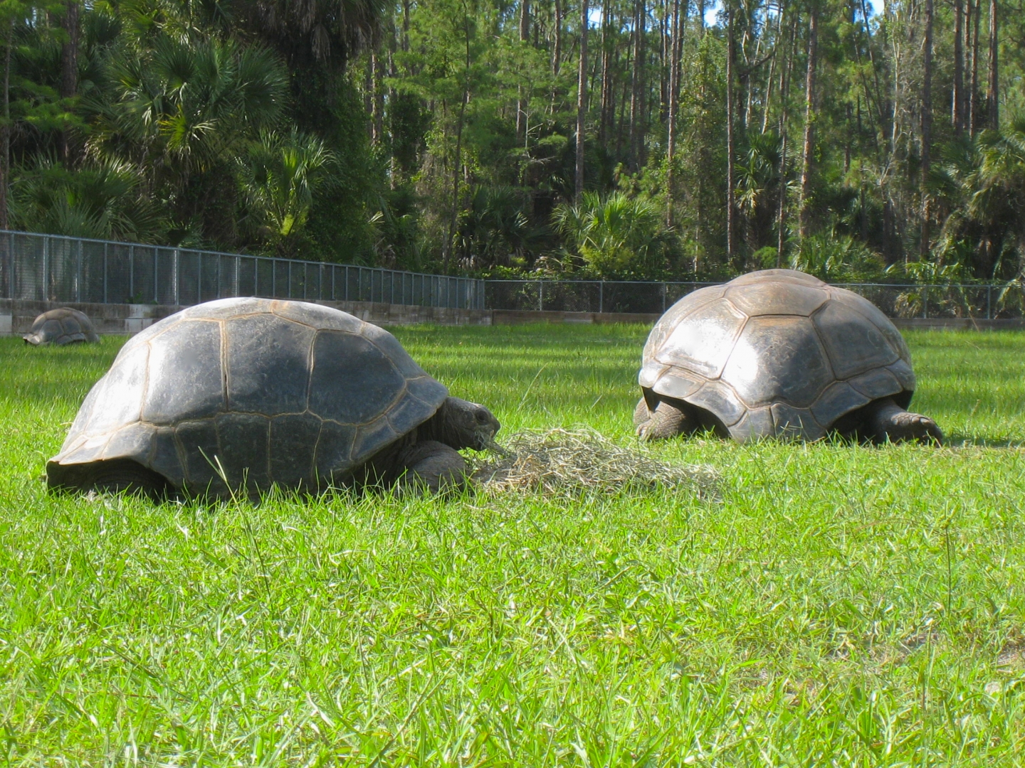 ALDABRAMAN // ALDABRA TORTOISE BREEDERS