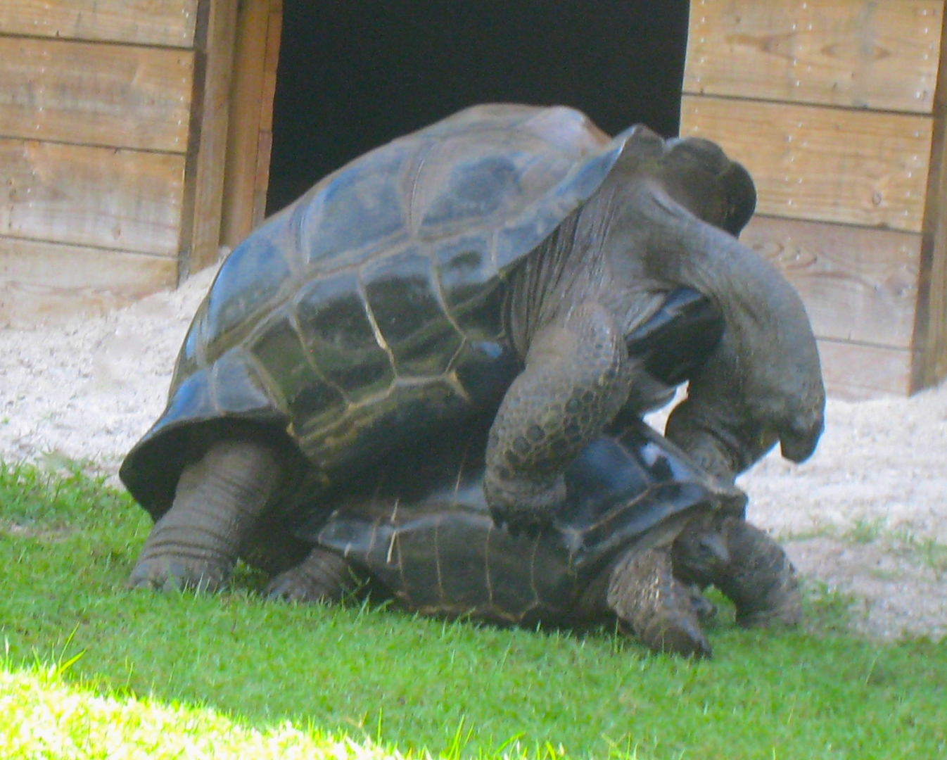 ALDABRAMAN // ALDABRA TORTOISE BREEDERS