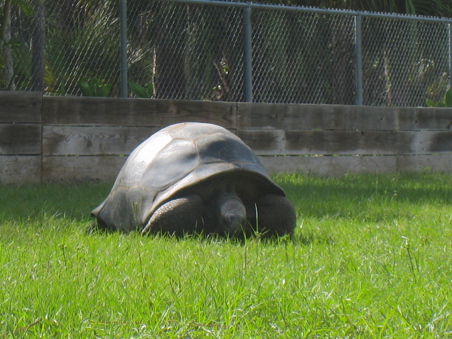 ALDABRAMAN // ALDABRA TORTOISE BREEDERS