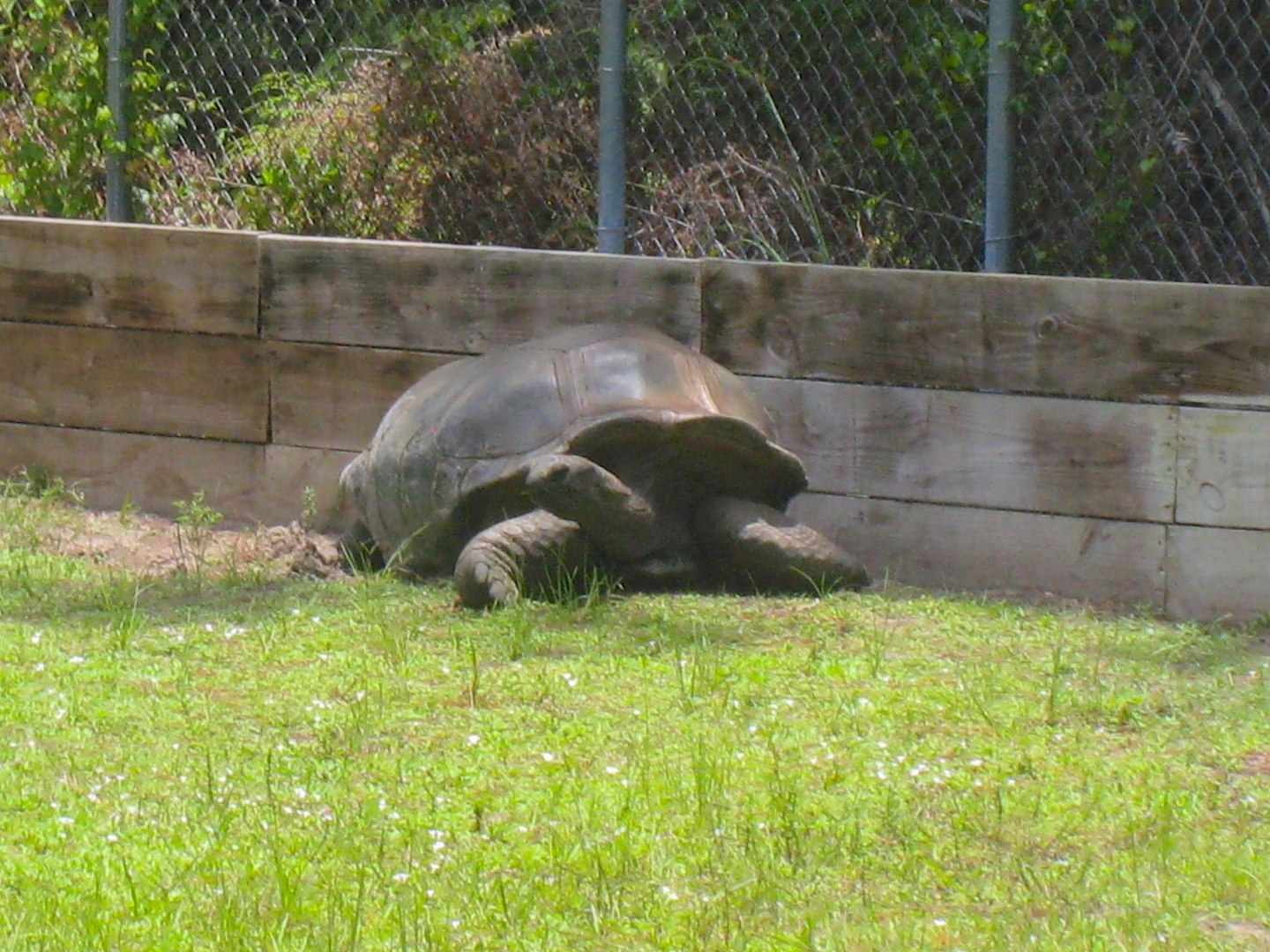 ALDABRAMAN // ALDABRA TORTOISE BREEDERS
