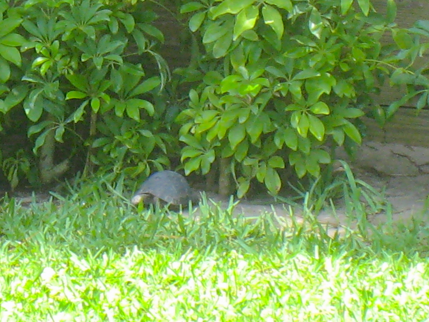 ALDABRAMAN // ALDABRA TORTOISE BREEDERS