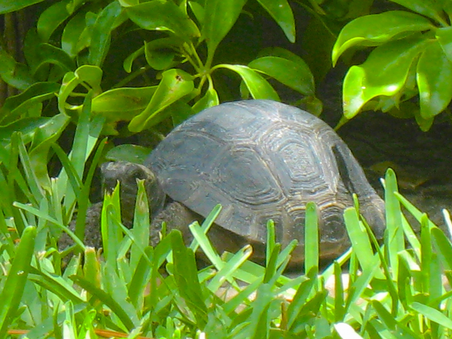 ALDABRAMAN // ALDABRA TORTOISE BREEDERS