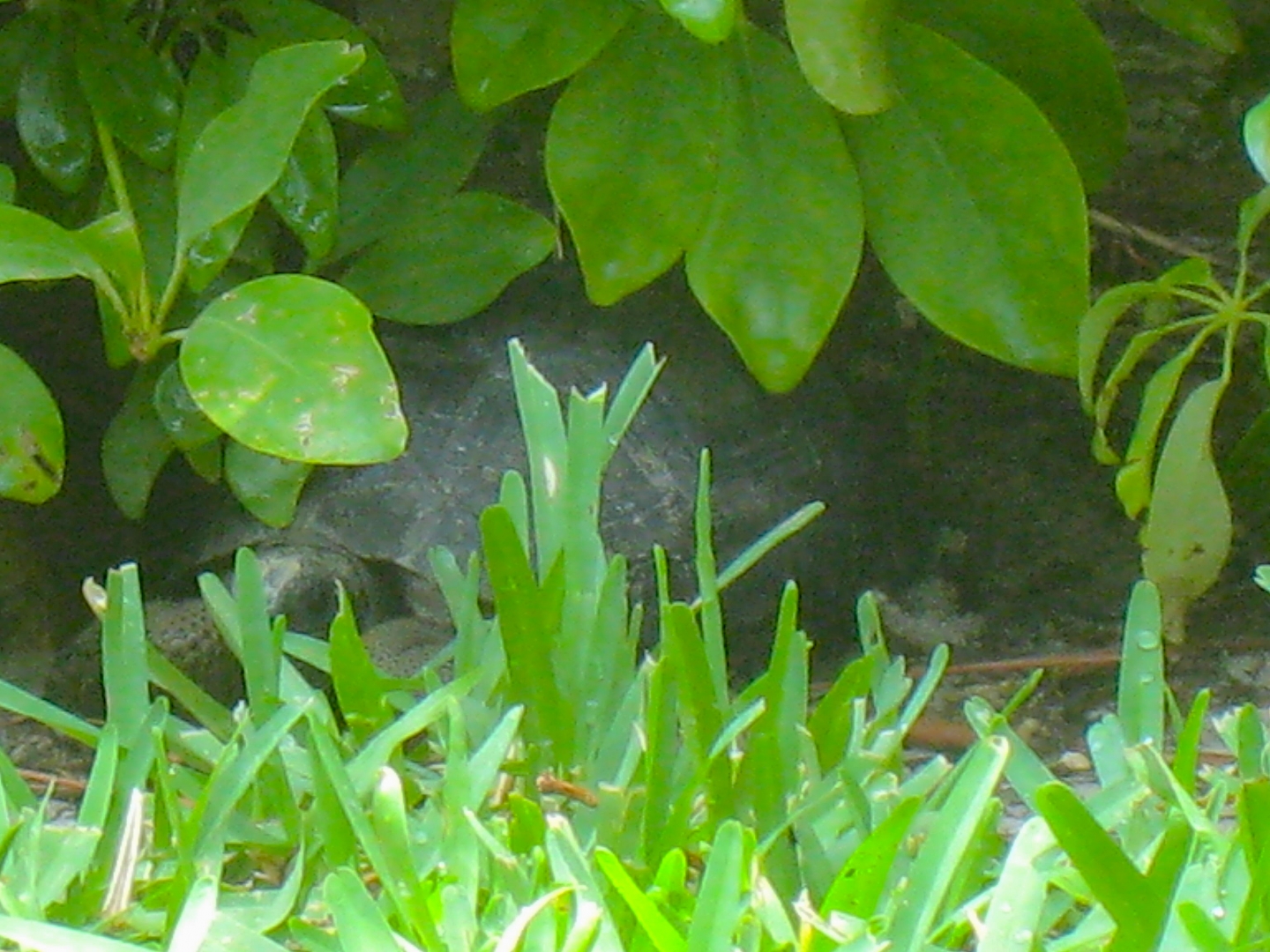 ALDABRAMAN // ALDABRA TORTOISE BREEDERS
