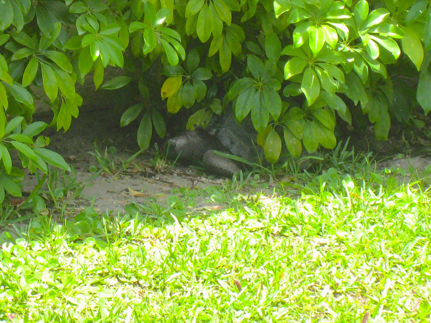 ALDABRAMAN // ALDABRA TORTOISE BREEDERS