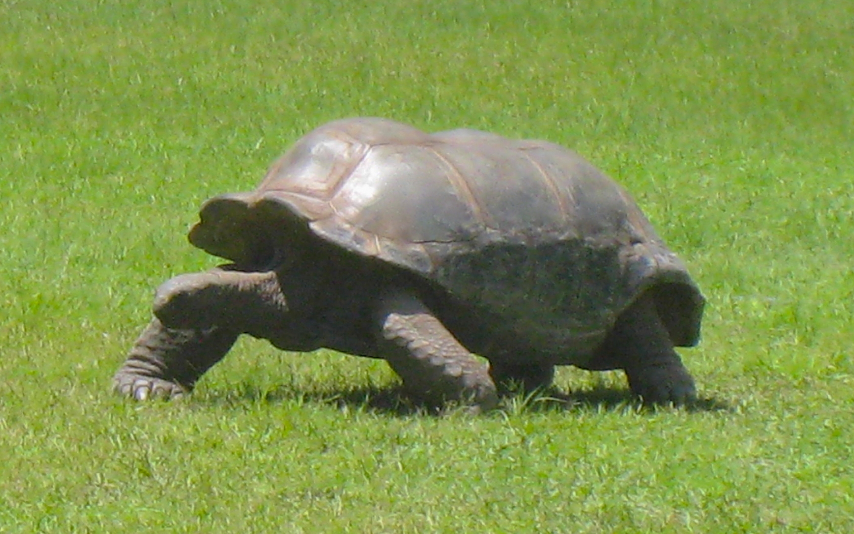 ALDABRAMAN // ALDABRA TORTOISE BREEDERS