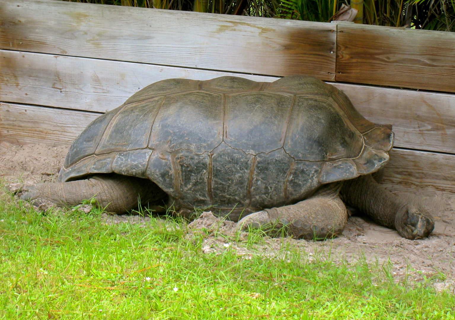ALDABRAMAN // ALDABRA TORTOISE BREEDERS