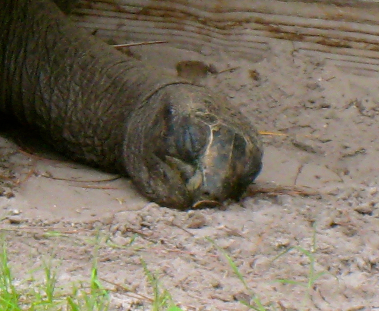 ALDABRAMAN // ALDABRA TORTOISE BREEDERS
