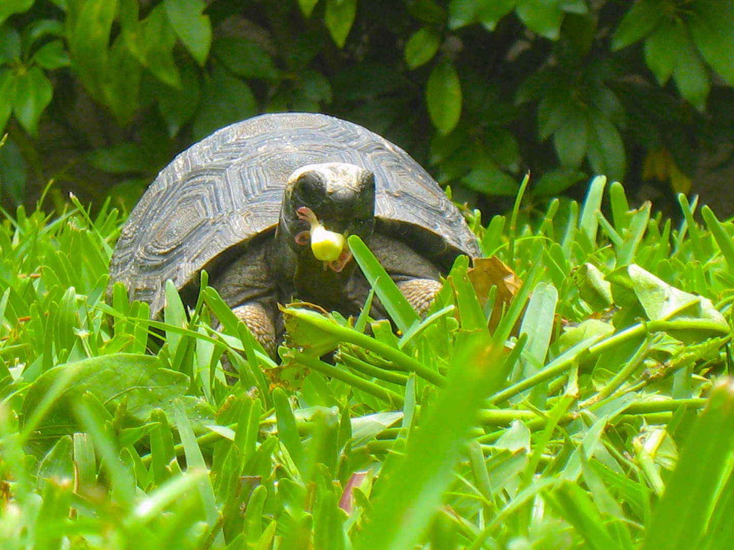 ALDABRAMAN // ALDABRA TORTOISE BREEDERS