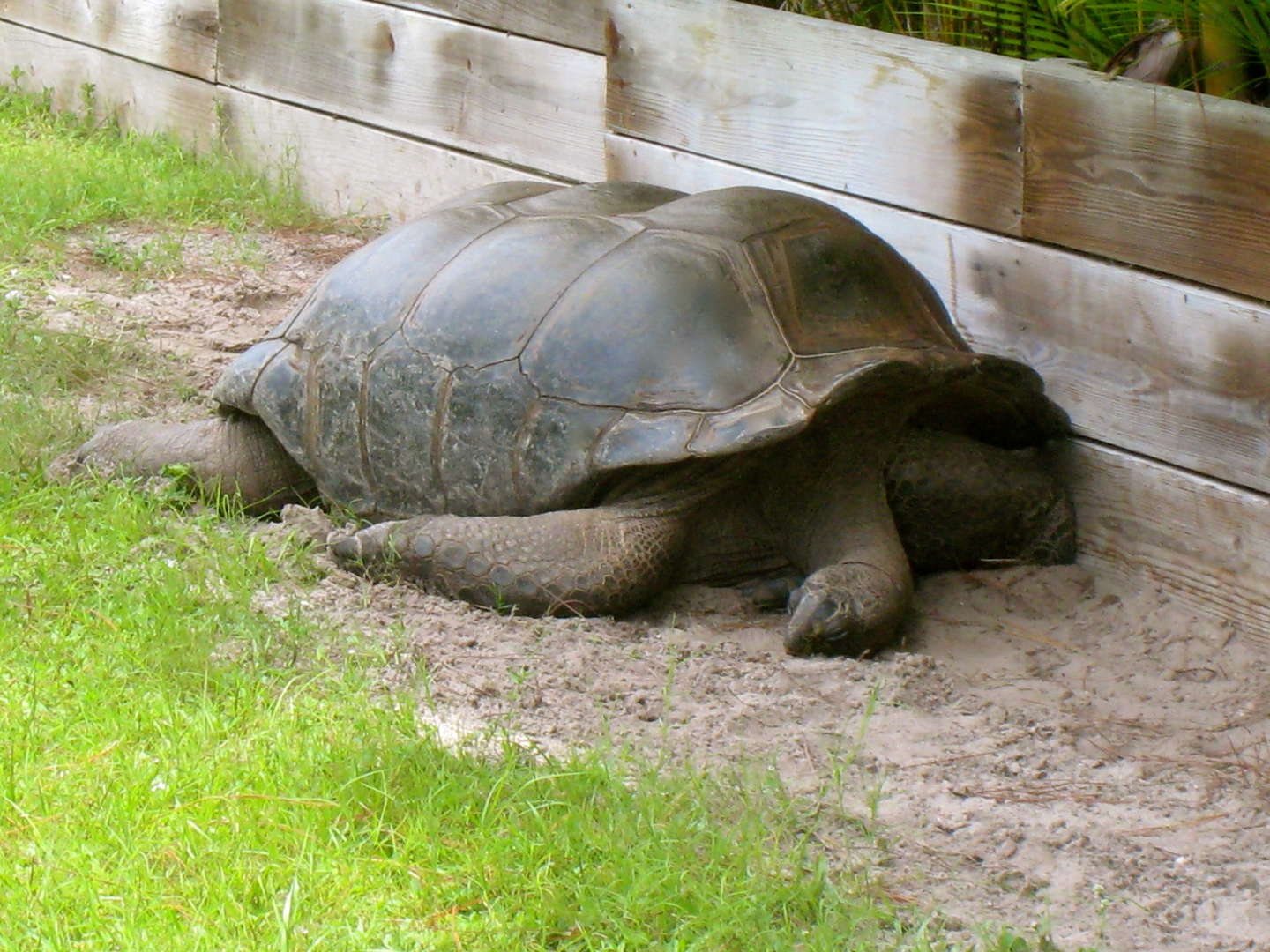 ALDABRAMAN // ALDABRA TORTOISE BREEDERS