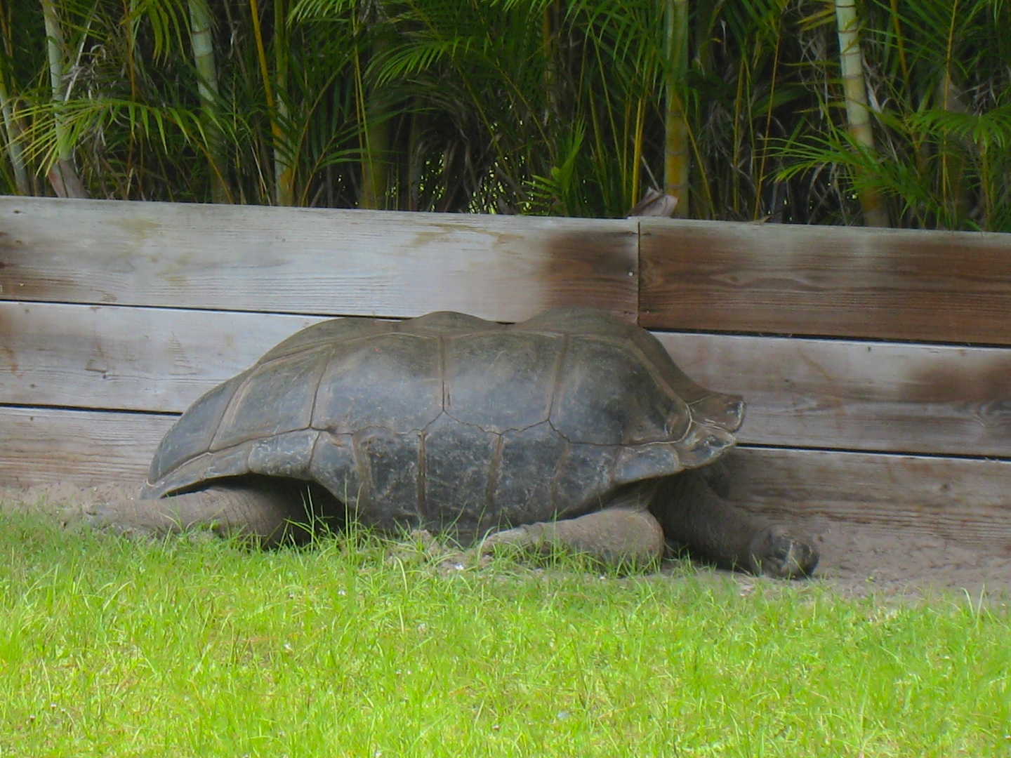 ALDABRAMAN // ALDABRA TORTOISE BREEDERS