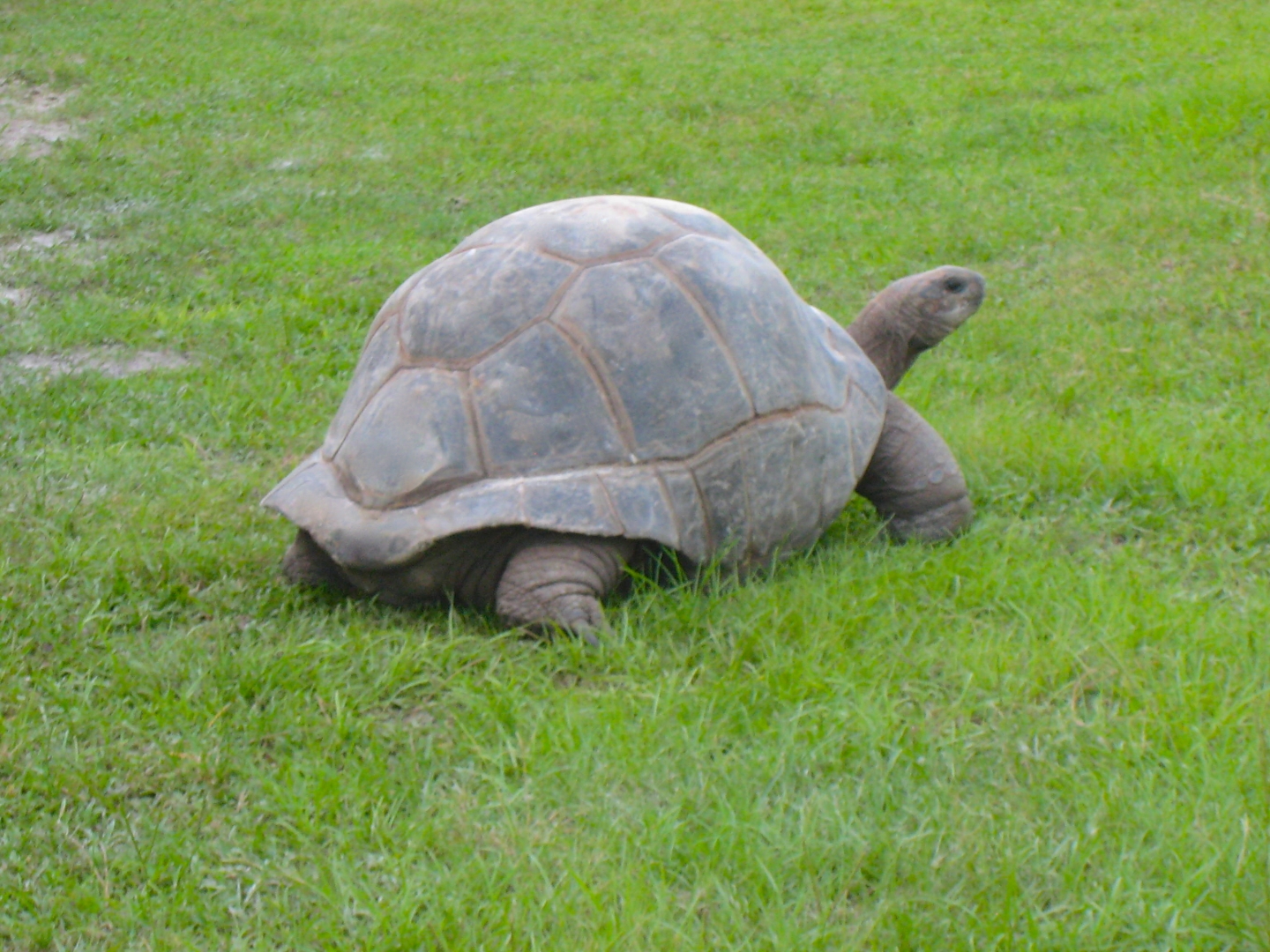 ALDABRAMAN // ALDABRA TORTOISE BREEDERS
