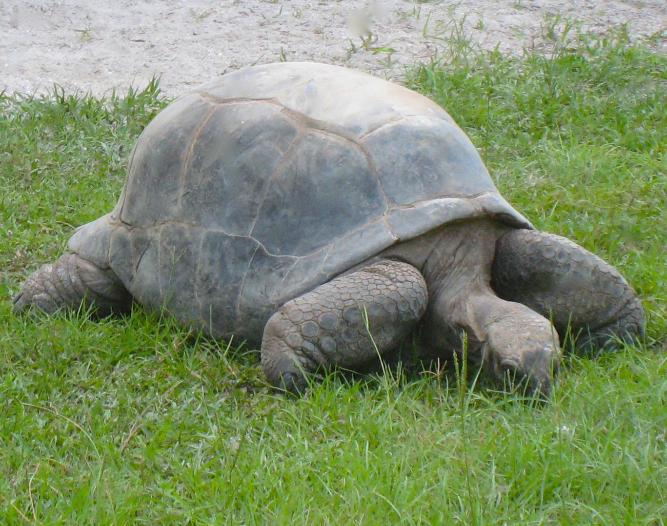 ALDABRAMAN // ALDABRA TORTOISE BREEDERS