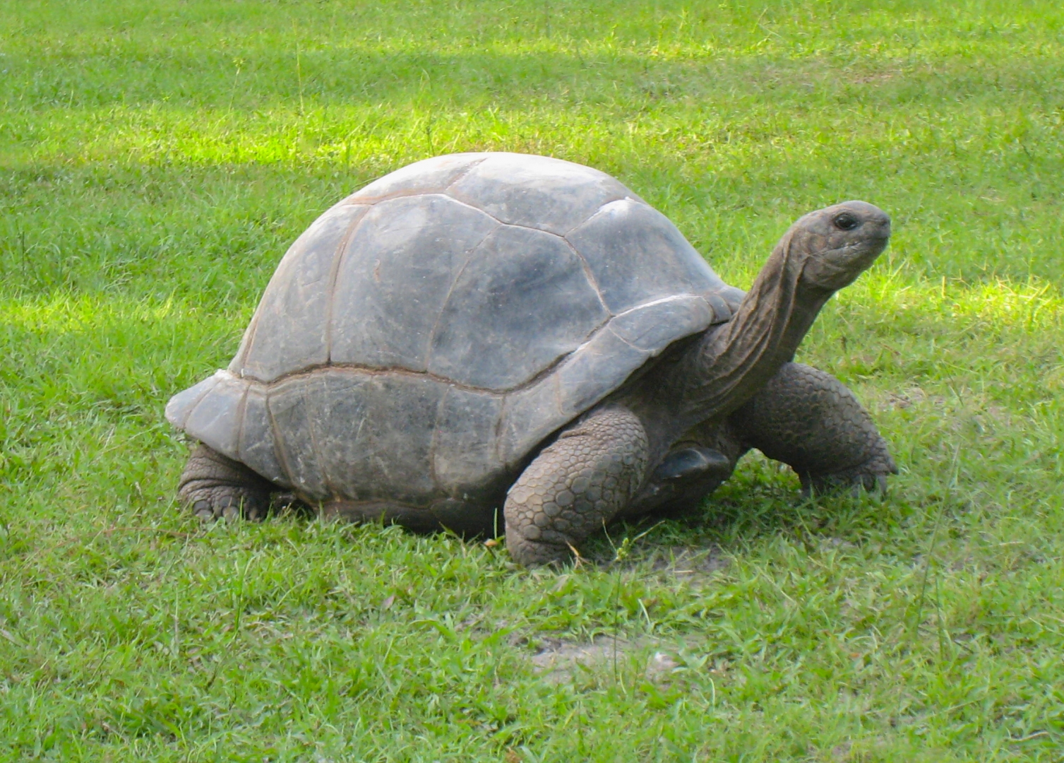 ALDABRAMAN // ALDABRA TORTOISE BREEDERS