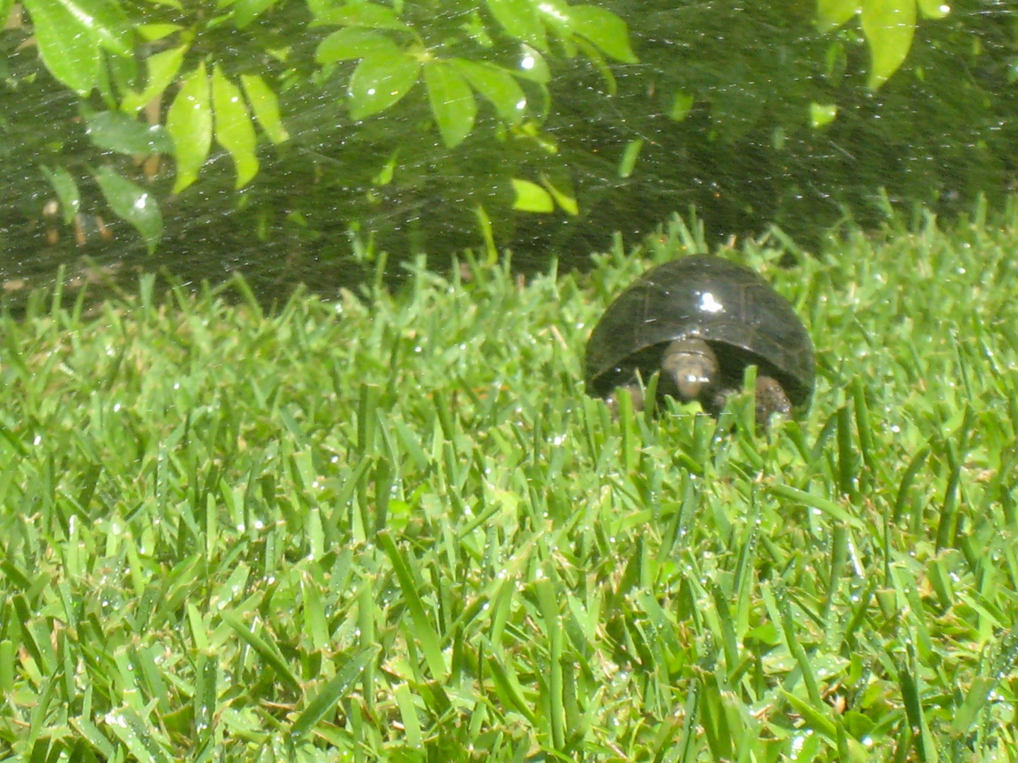 ALDABRAMAN // ALDABRA TORTOISE BREEDERS