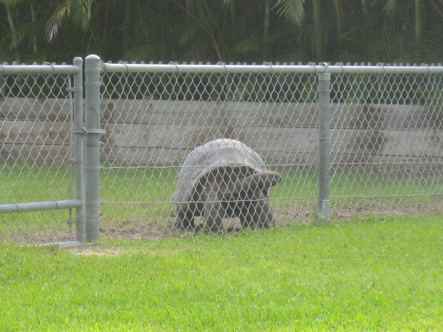 ALDABRAMAN // ALDABRA TORTOISE BREEDERS