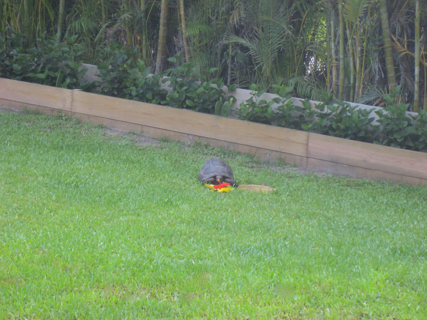 ALDABRAMAN // ALDABRA TORTOISE BREEDERS