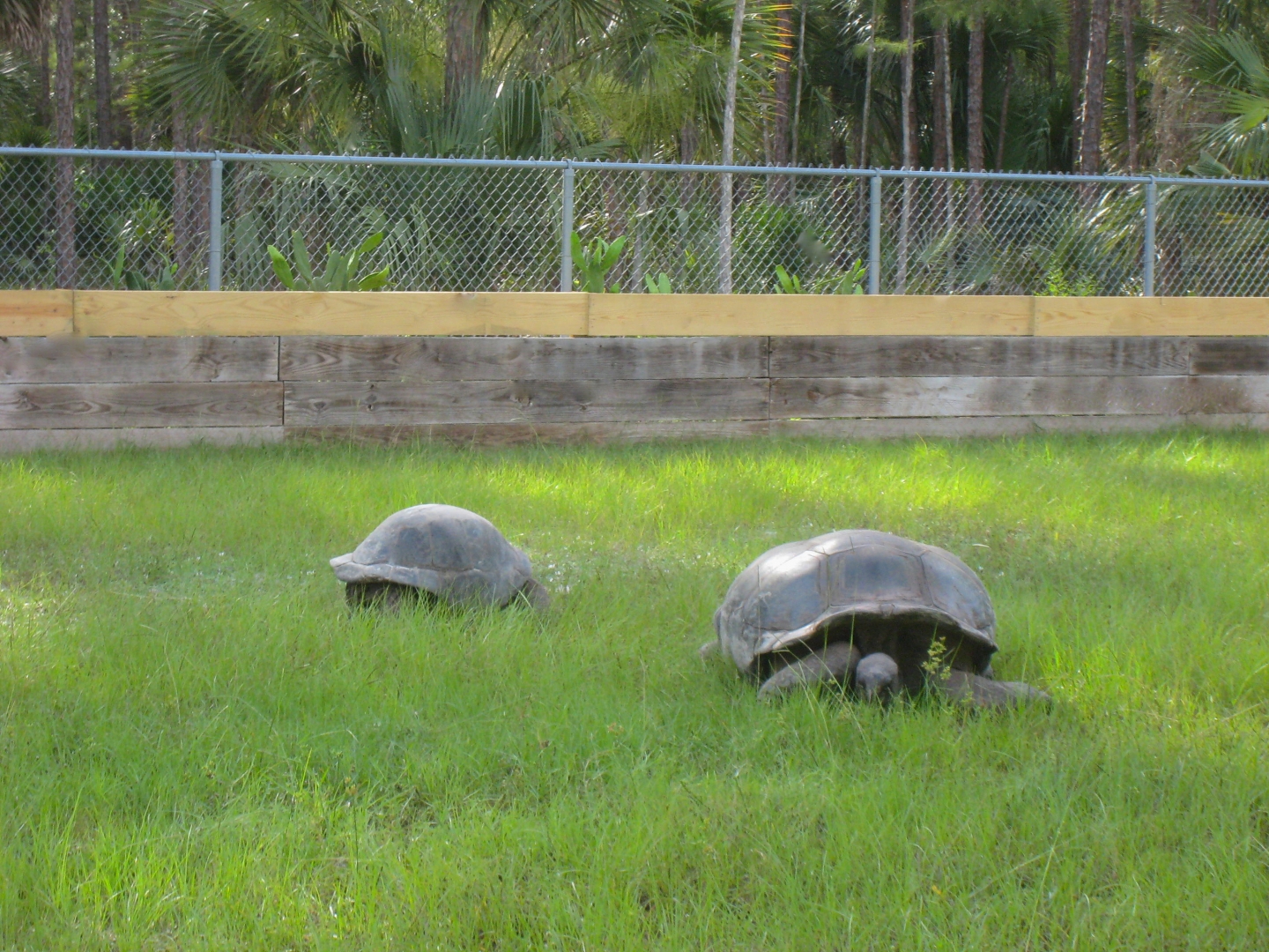 ALDABRAMAN // ALDABRA TORTOISE BREEDERS