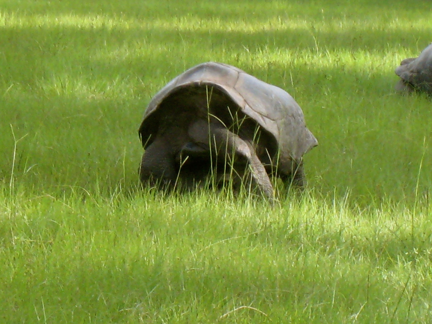 ALDABRAMAN // ALDABRA TORTOISE BREEDERS