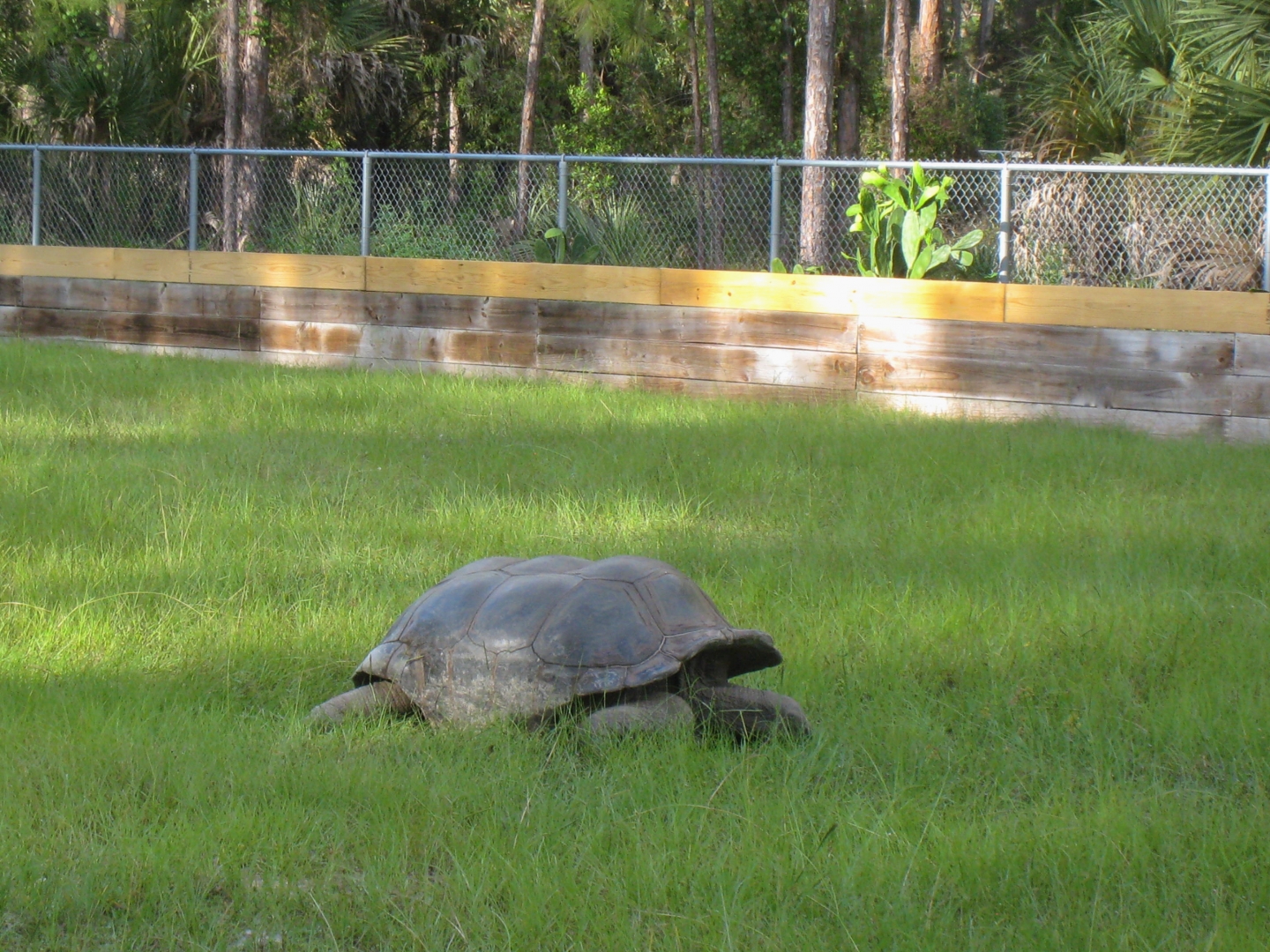 ALDABRAMAN // ALDABRA TORTOISE BREEDERS