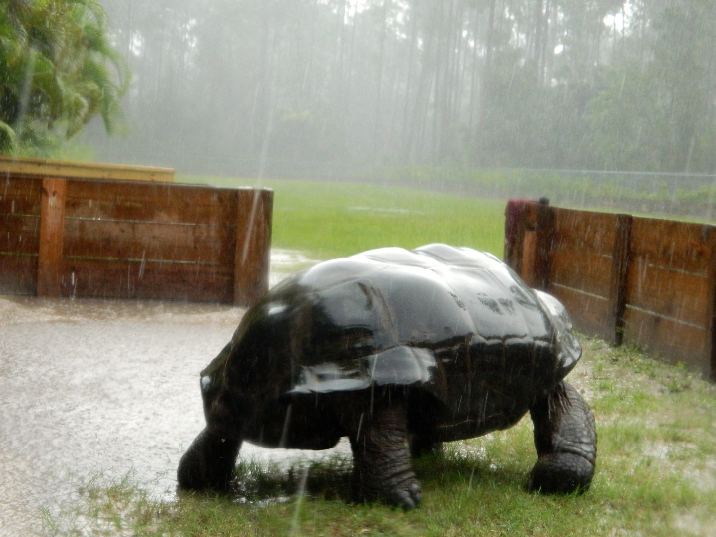ALDABRAMAN